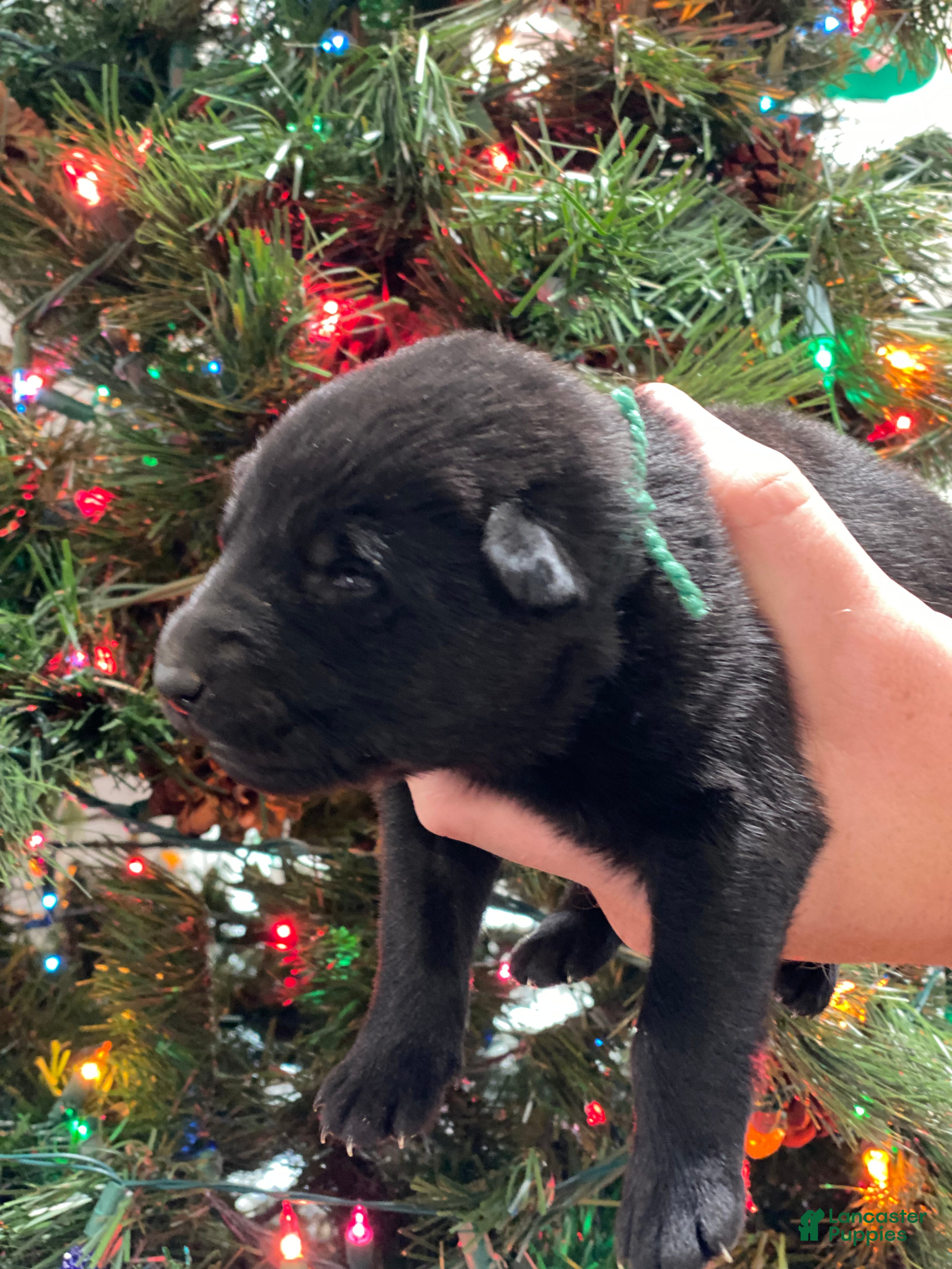 German Shepherd dogs German Shepherd Puppy 1 - Ad 23