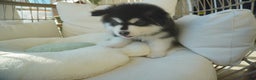 Alaskan Malamute dogs for sale: Xiao Zi - Ad 4