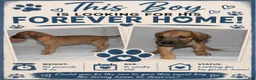Great Dane dogs for sale: Great Dane 2 - Ad 1