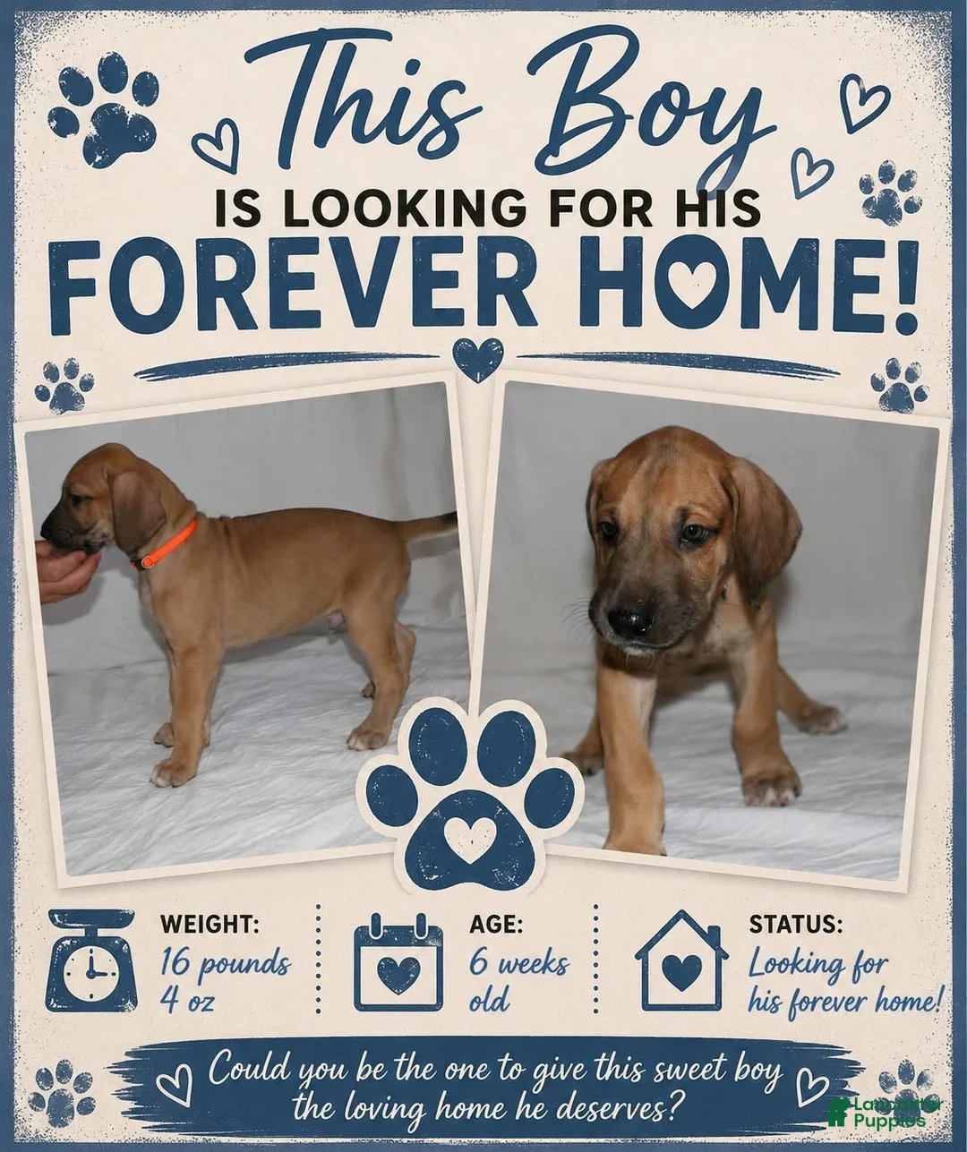 Great Dane dogs for sale: Great Dane 2 - Ad 1