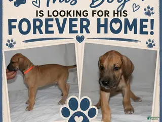 Great Dane dogs Great Dane 2 - Ad 3
