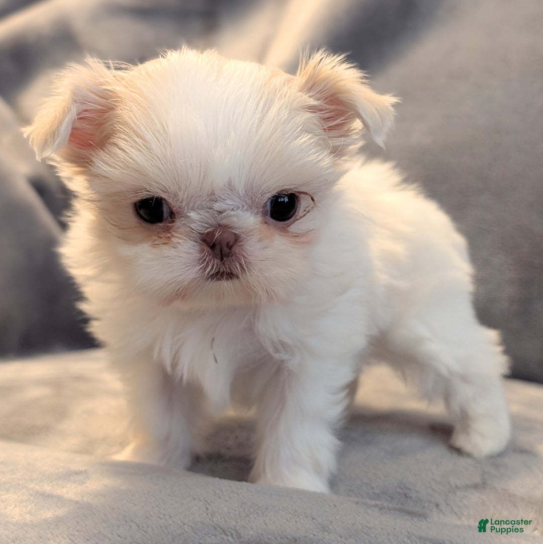 Shih Tzu dogs for sale: Hummingbird - Ad 5