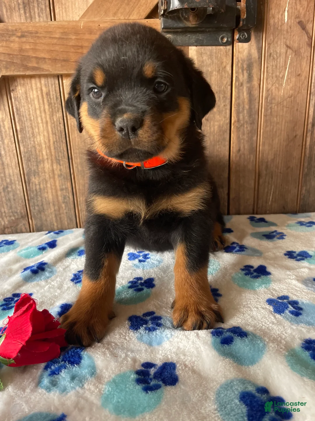 Rottweiler dogs for sale: Xena - Ad 4