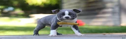 Boston Terrier dogs for sale: Russell - Ad 3