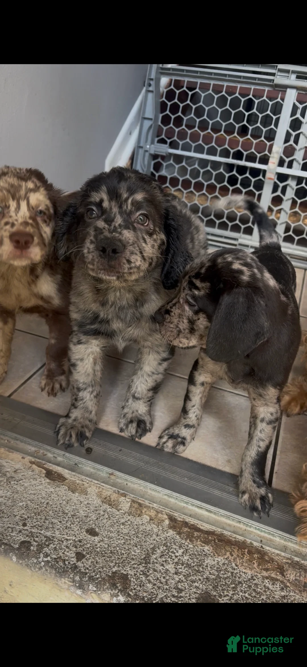 Goldendoodle dogs for sale: Tiny - Ad 1