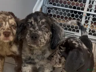 Goldendoodle dogs Tiny - Ad 11