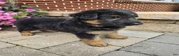 German Shepherd dogs for sale: Shep - Ad 4