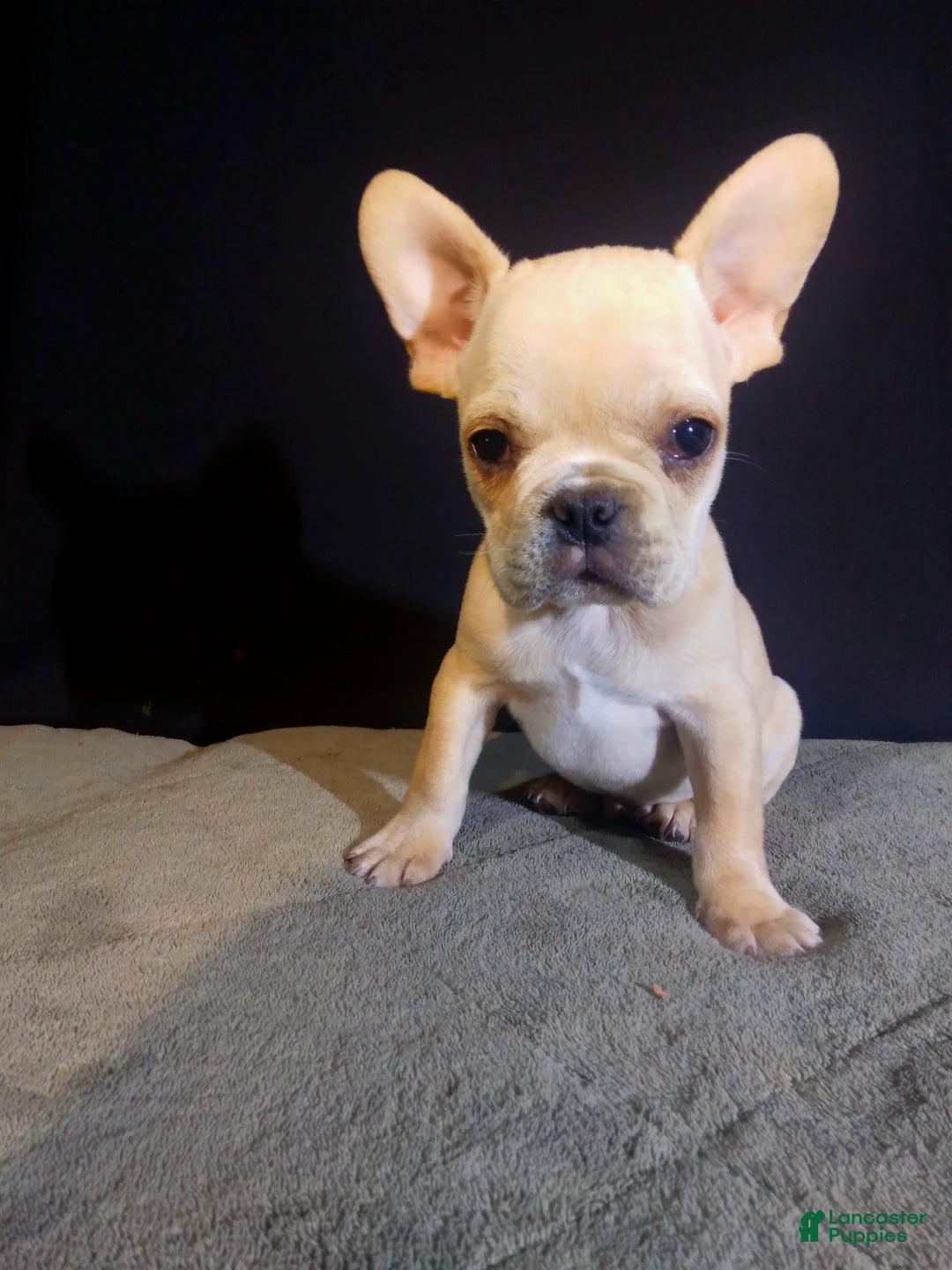 French Bulldog dogs for sale: Ean - Ad 3