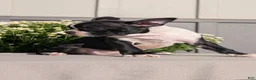 Boston Terrier dogs for sale: Tessa - Ad 9