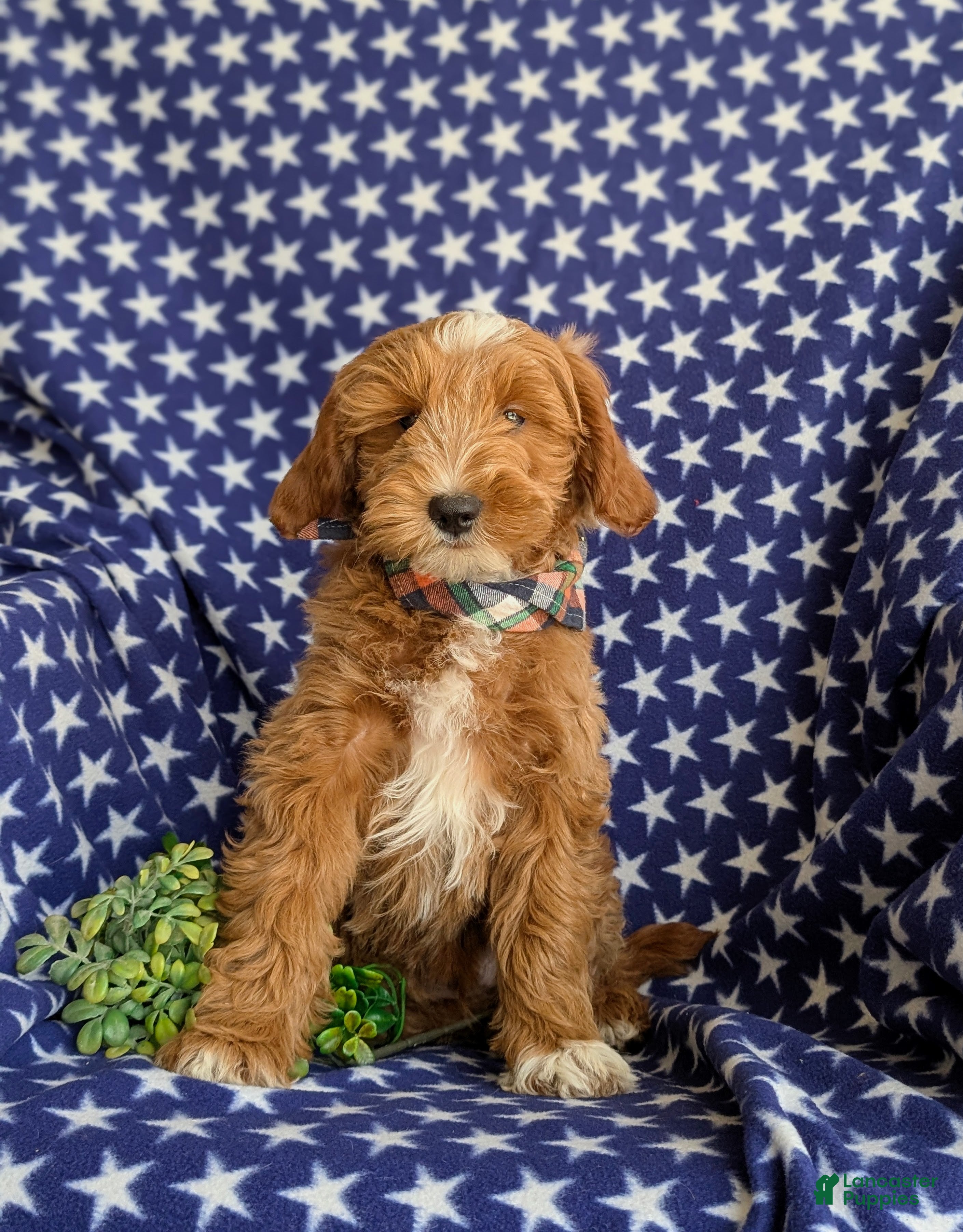 Mini Goldendoodle dogs Blaze Hypoallergenic - Ad 2