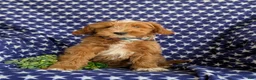 Mini Goldendoodle dogs for sale: Blaze Hypoallergenic - Ad 2