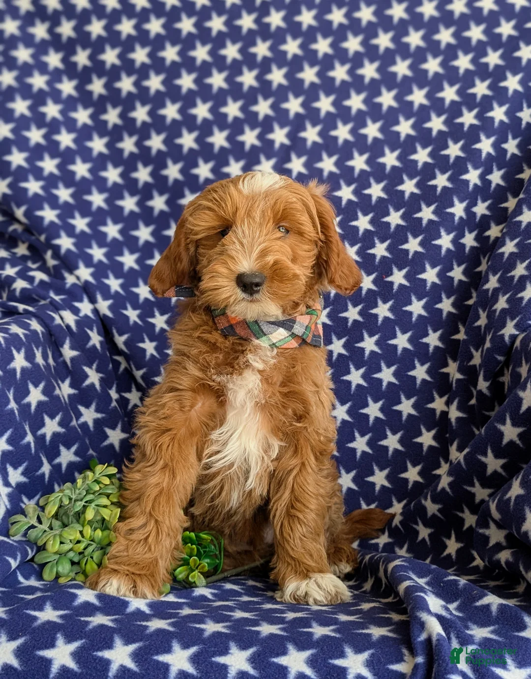 Mini Goldendoodle dogs for sale: Blaze Hypoallergenic - Ad 2
