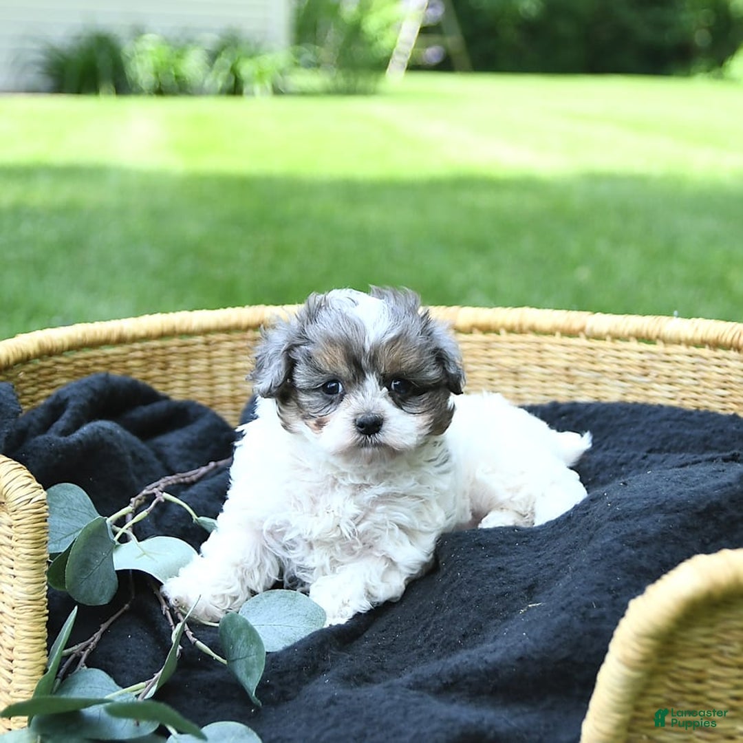 Gallery Image {{count}}