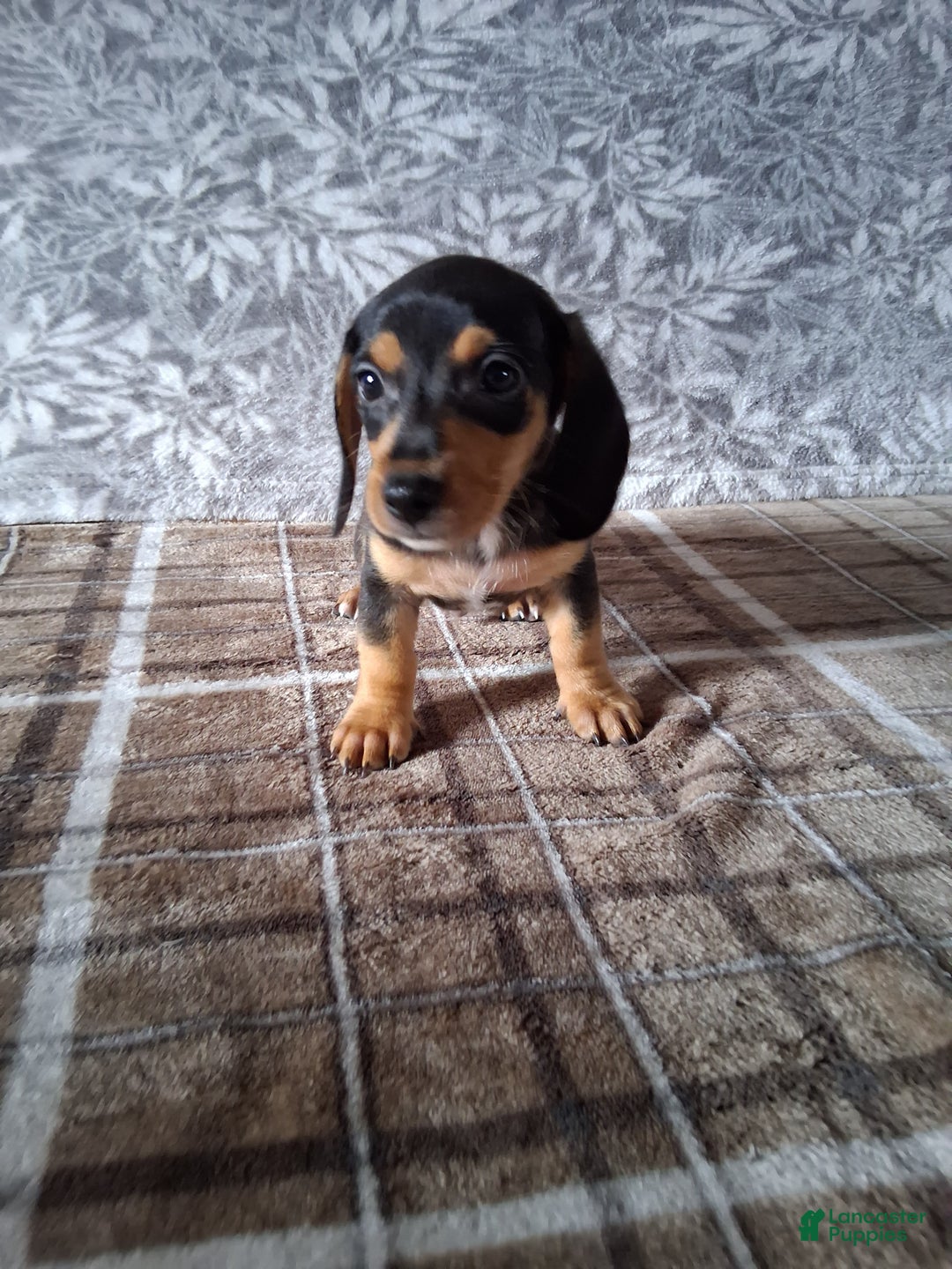 Miniature Dachshund dogs for sale: Grumpy - Ad 4