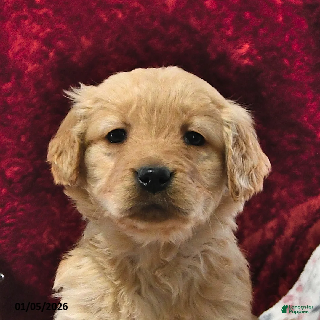 Goldendoodle dogs for sale: Holly - Ad 8