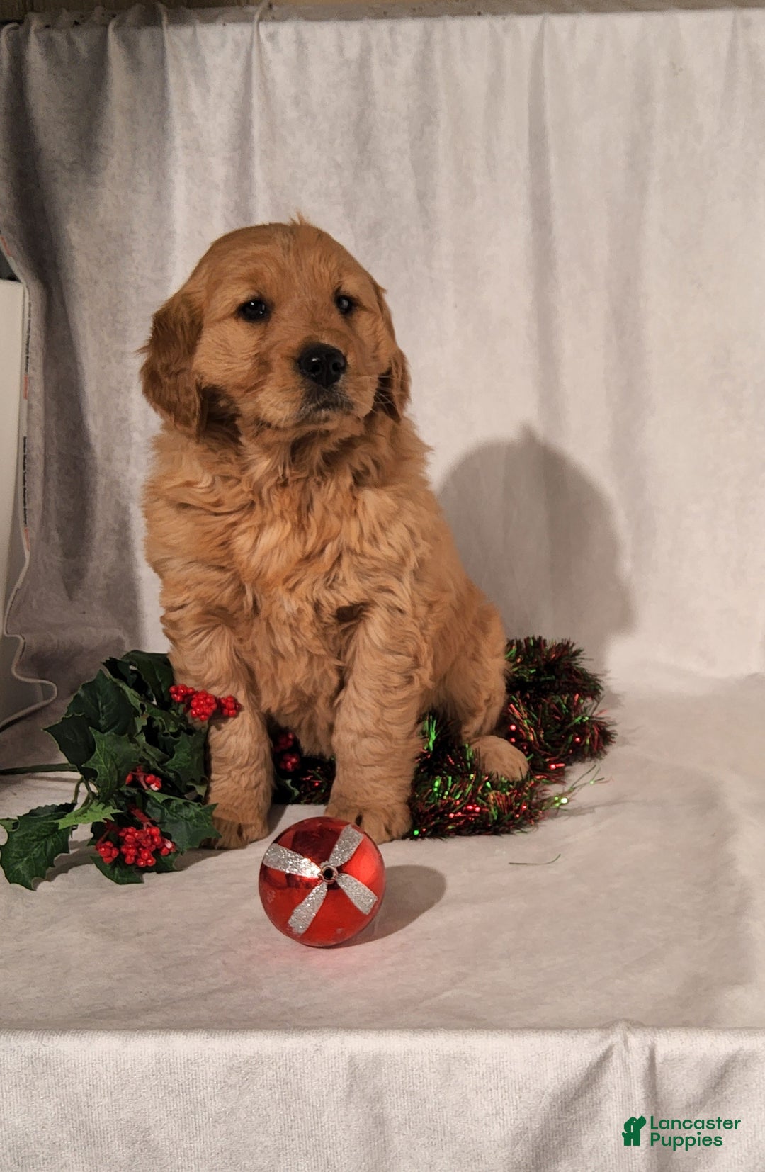 Goldendoodle dogs for sale: Betsy - Ad 6