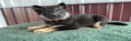 German Shepherd dogs for sale: German Shepherd Puppy 8 Molly - Ad 1