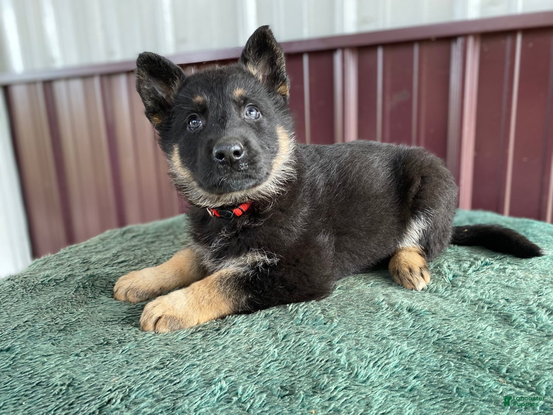 German Shepherd dogs for sale: German Shepherd Puppy 8 Molly - Ad 1