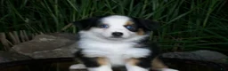 Miniature Australian Shepherd dogs for sale: Reese - Ad 3
