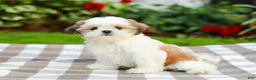 Shih Tzu dogs for sale: Anthony (Puppy Raised in Our Home and Working on Potty Training!) - Ad 5