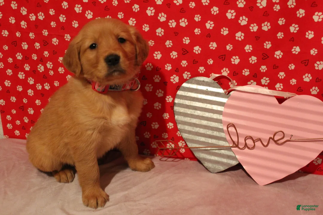 Golden Retriever dogs for sale: Sadie - Ad 2