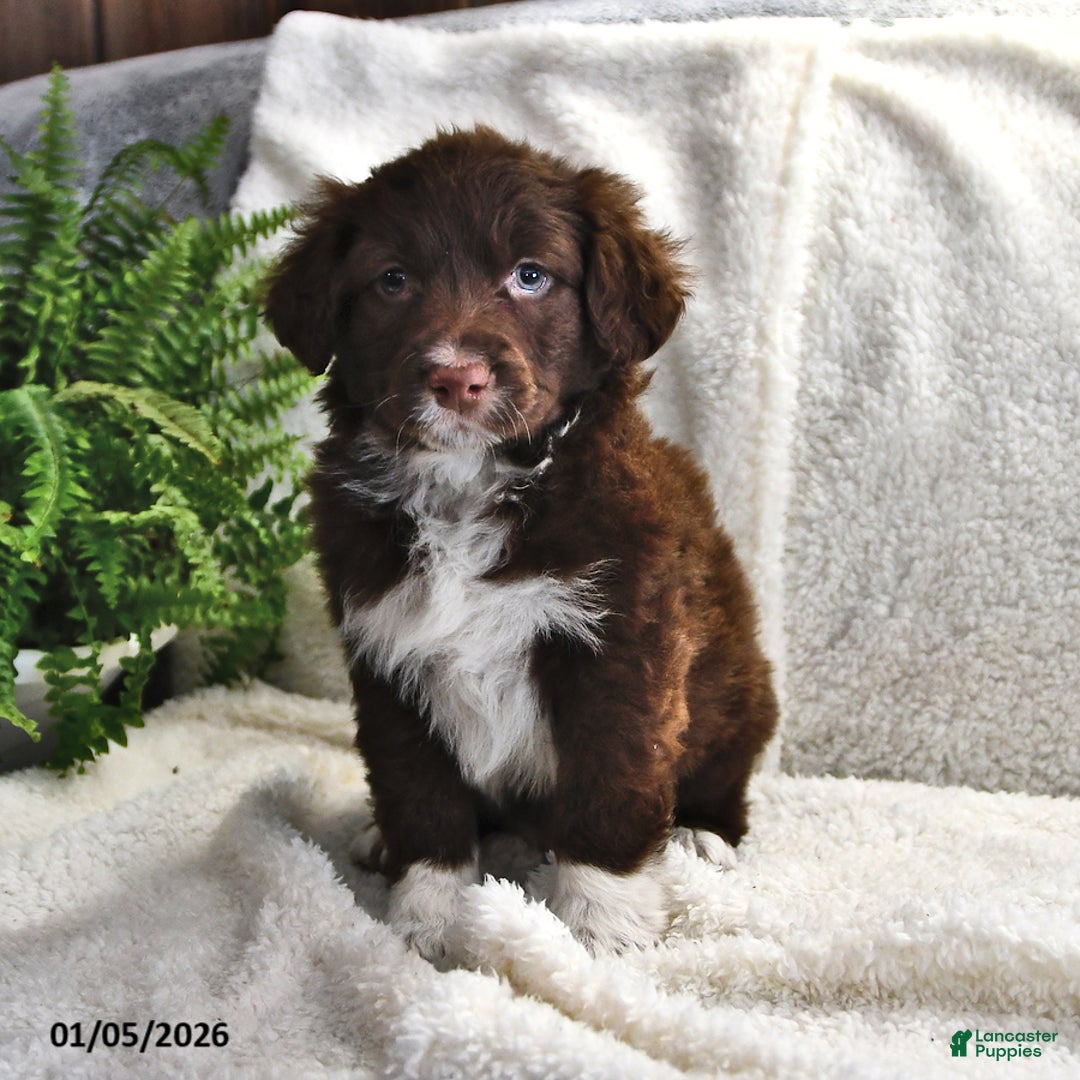 Portuguese Water Dog dogs for sale: Dusky - Ad 7