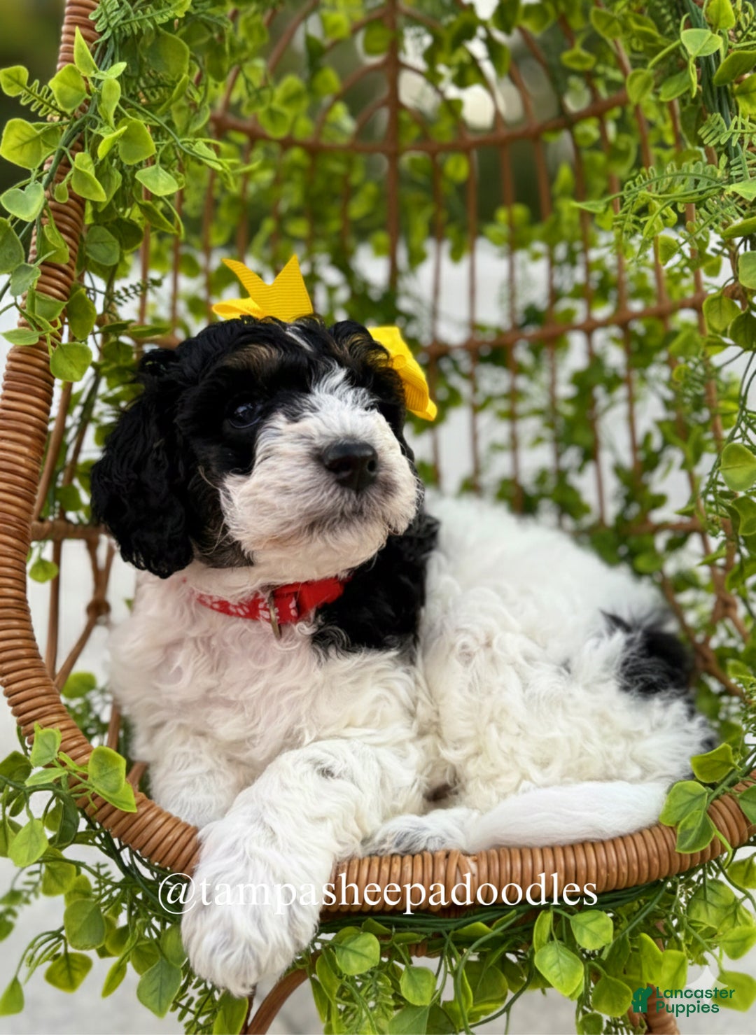 Mini Sheepadoodle dogs for sale: Red-Peppermint - Ad 3