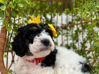 Mini Sheepadoodle dogs Red-Peppermint - Ad 2