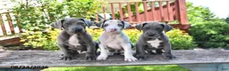 Great Dane dogs for sale: Lilly - Ad 5