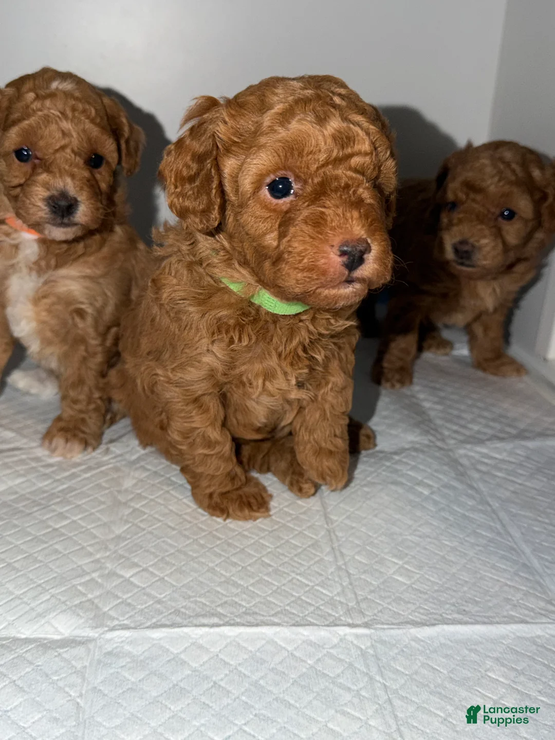 Miniature Poodle dogs for sale: Miniature Poodle Puppy 1 - Ad 3