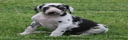 Great Dane dogs for sale: Molly - Ad 5