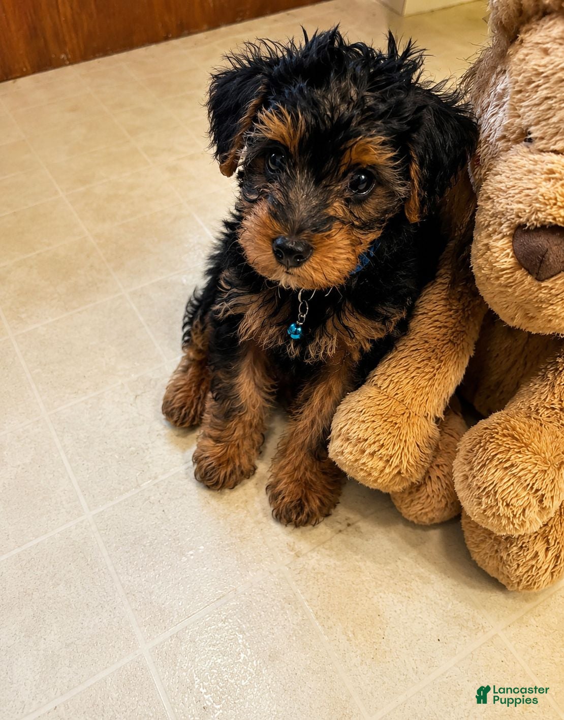 Yorkiepoo dogs Jonah - Ad 1