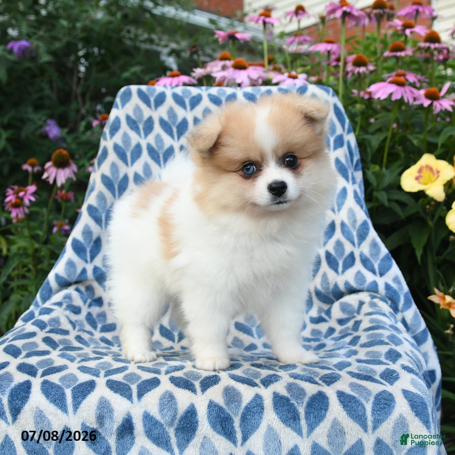 Pomeranian dogs Molly - Ad 2