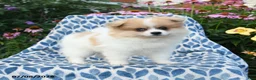 Pomeranian dogs for sale: Molly - Ad 2