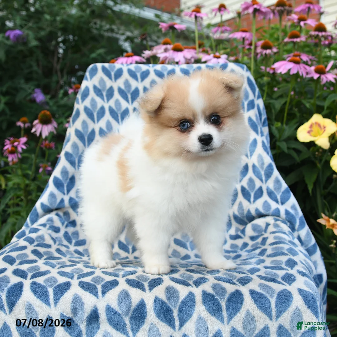 Pomeranian dogs for sale: Molly - Ad 2