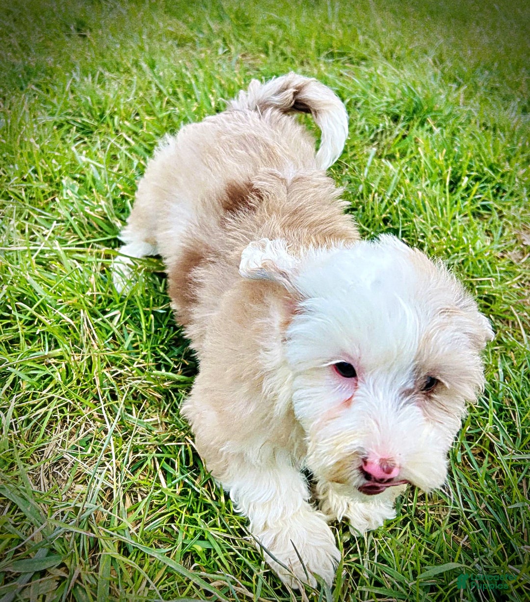 Havapoo dogs for sale: Wiggles - Ad 6