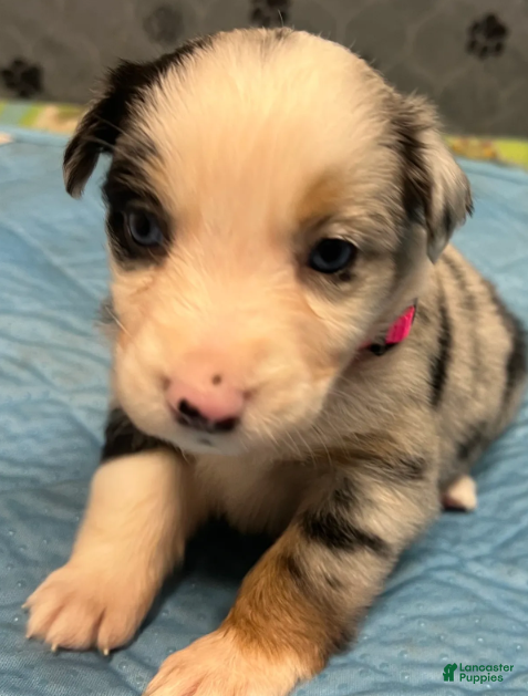 Australian Shepherd dogs Lainey - Ad 1