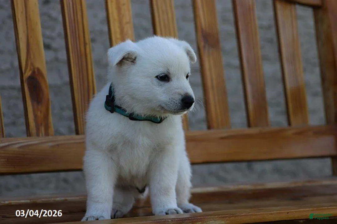 German Shepherd dogs for sale: Addison - Ad 2