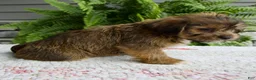 Shorkie dogs for sale: Silas - Ad 3