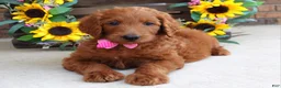 Goldendoodle dogs for sale: Riley - Ad 4