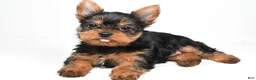 Yorkshire Terrier dogs for sale: Hannah - Ad 1