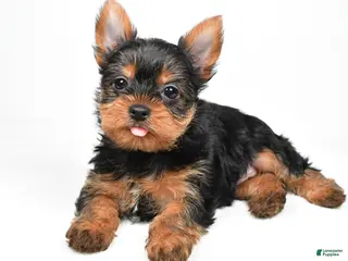 Yorkshire Terrier dogs Hannah - Ad 40