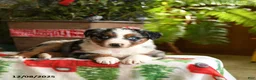 Australian Shepherd dogs for sale: Ace - Ad 9