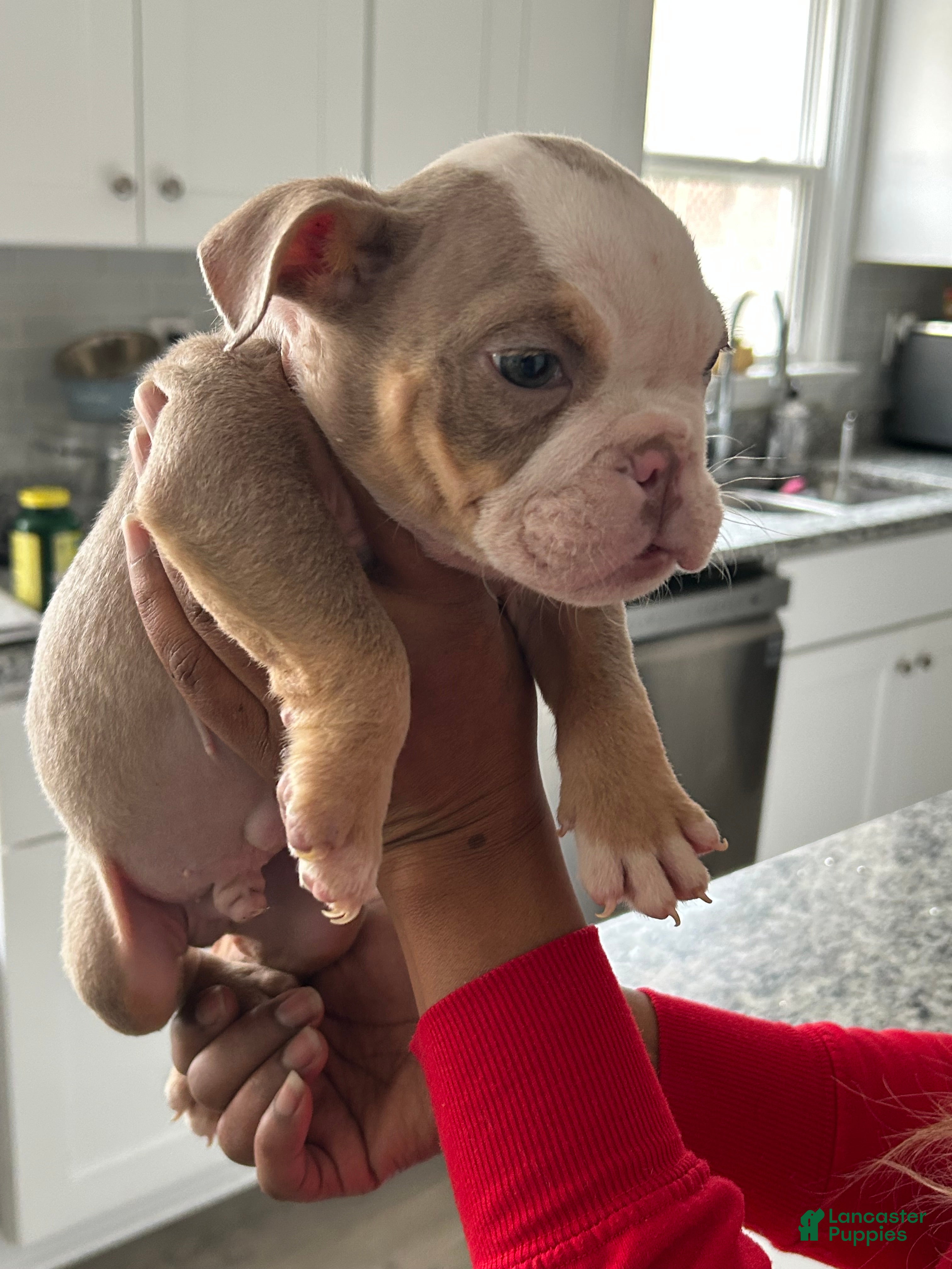 English Bulldog dogs Blue - Ad 2