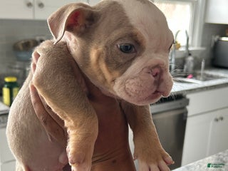 English Bulldog dogs Blue - Ad 2