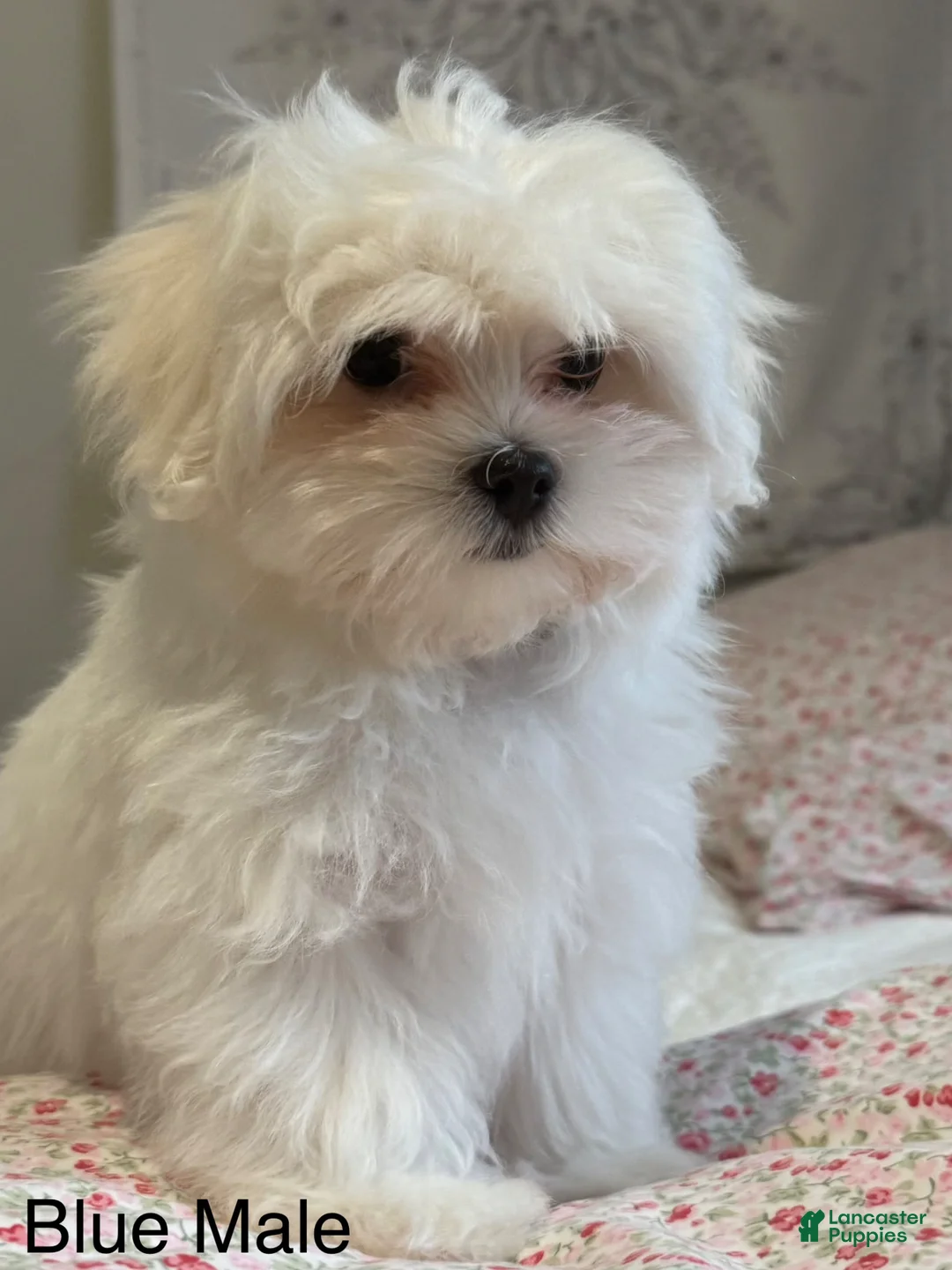 Maltese dogs for sale: Maltese Puppy 3 (tan male) - Ad 6