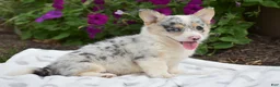 Welsh Corgi Pembroke dogs for sale: Rhianna - Ad 1