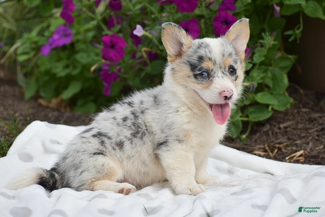 Welsh Corgi Pembroke dogs for sale: Rhianna - Ad 1