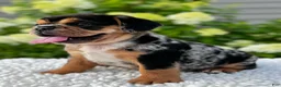 Mixed Breed dogs for sale: Olly - Ad 4