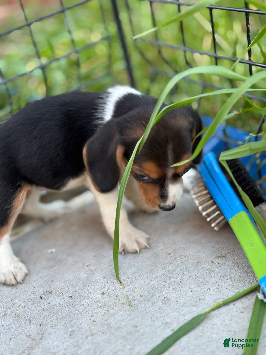 Beagle dogs for sale: Bailey - Ad 8